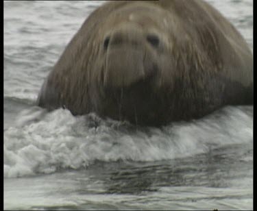 Large male elephant seal drags his hefty body out of the sea and up the beach