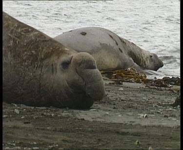 Large male elephant seal with large floppy nose courting female. He lumbers up the beach to lie closely with female.