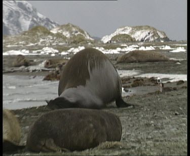Large male elephant seal sliding along beach and into sea