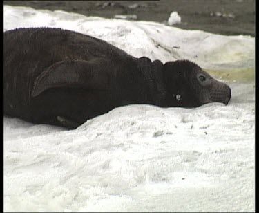 Cute elephant seal pup lying on snow.