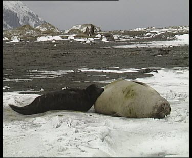 Pup lying close to mother in foreground, males fighting in background.
