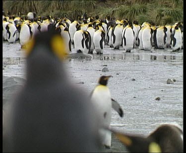 Pull focus from wide-shot of king penguin colony rookery to cu of king penguin