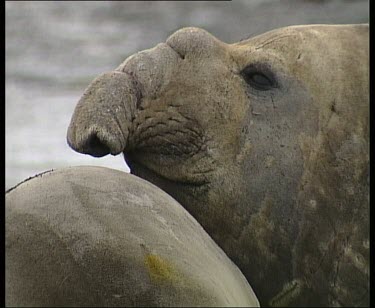 Head of male elephant seal