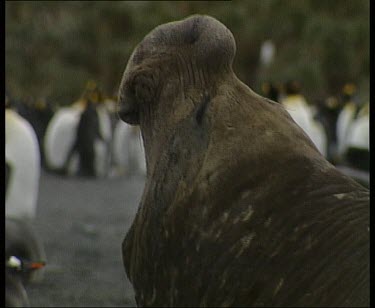 Male elephant seal calling, his warm breath steams against the cold air.
