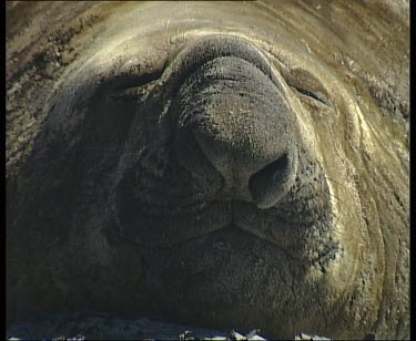 Male elephant seal resting, catnapping. Looking straight to camera. Breathing through long floppy nostril.