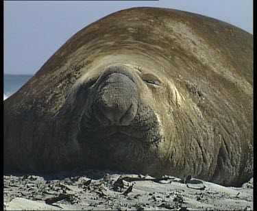 Male elephant seal resting, catnapping. Looking straight to camera. Breathing through long floppy nostril.