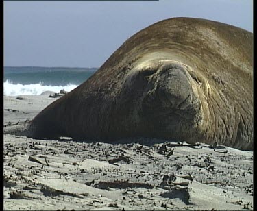 Male elephant seal resting, catnapping. Looking straight to camera. Waves breaking in background.