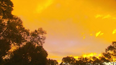 Timelapse Sunset. From a bright yellow orange sky. The sky darkens and the light recedes. Clouds blow overhead. Tips of silhouetted trees.