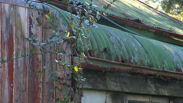 Detail of curved corrugated iron roof meeting gutter. Rusting iron and rotting wood in need of paint.