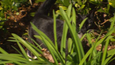 Pan with black cat walking looking straight into camera. Medium shot