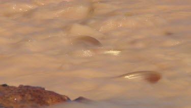 Muddy water, turbulent. Fish trying to fight their way upstream. Fish swimming upstream. Fish are trapped.