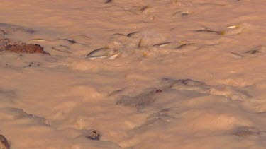 Muddy water, turbulent. Fish trying to fight their way upstream. Fish swimming upstream. Fish are trapped. Hyrtl's tandan or catfish - juvenile