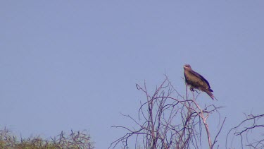 Whistling Kite perched on top of tree above flooding Diamantina River.