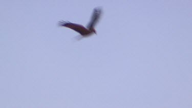 Whistling Kite flying