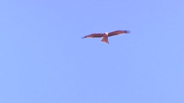 Whistling Kite flying against blue sky.