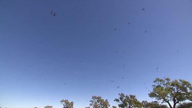 Whistling kite's birds circling overhead against blue sky