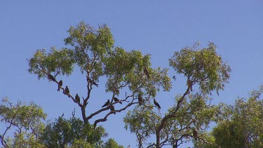 Flock of whistling kite's perched in tree