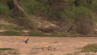 Whistling kite's swoop over flooding river to catch fish.