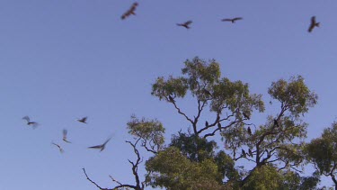 Whistling kite's birds circling overhead against blue sky