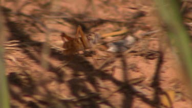 Desert Locust walking through undergrowth