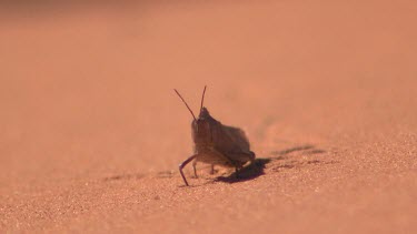 Desert locust against red sand