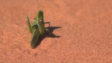 Desert locust (green version) against red sand