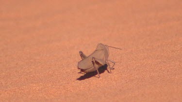 Desert locust (nymph) against red sand.