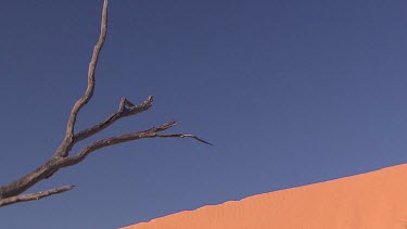 Famous Sand Dune, "Big Red" - gateway to Simpson Desert. Red desert sand dune, deep blue sky, dead tree with barren branches
