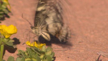 MS  Butterfly on yellow flower, in the Simpson Desert, sucking nectar. Small citrus butterfly.