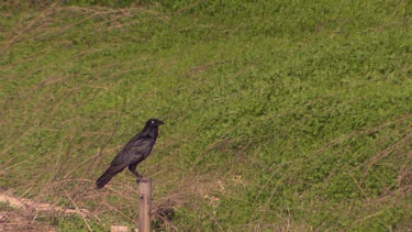 Australian raven or crow (black bird). Sitting on post, flies off