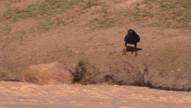 Australian raven or crow (black bird). Walks carefully down banks of flooded river. Water is rushing fast and turbulent. Bird catches fish and hops away.