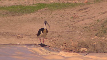Straw-necked Ibis bird on banks of flooding river, looking around. Diamantina river in flood, turbulent muddy rivers.