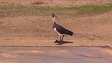 Straw-necked Ibis bird on banks of flooding river, looking around. Diamantina river in flood, turbulent muddy rivers.