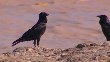 Two Australian crows or ravens on banks of flooded river. Water is rushing fast and turbulent.