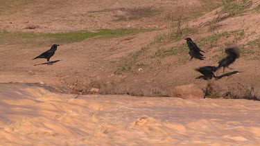 Small group or flock of Australian crows or ravens on banks of flooded river. Water is rushing fast and turbulent. Birds fighting, perhaps territorial fight.