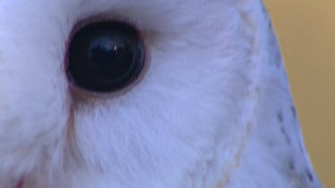Eyes of Barn Owl