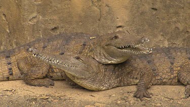 Freshwater crocodiles, Australia basking or sunning themselves.