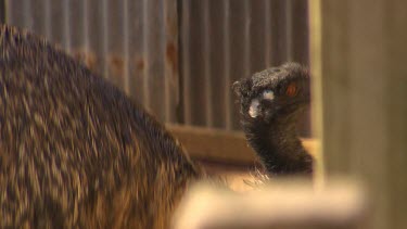 Emu, red orange eyes, looking over a fence.