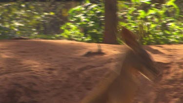 Red Kangaroo hops, fence in background.