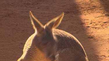 Red kangaroo cleaning front paws