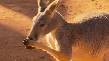Red kangaroo cleaning front paws. Sun shine in background.
