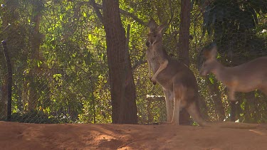 Two Red Kangaroos standing against fence. Pan with kangaroo as it hops.