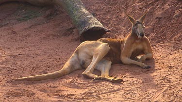 Large red kangaroo resting in red dusty sand, earth. (male)