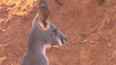 Head of female red kangaroo. (is grey in colour but white stripe from mouth towards head id's as red kangaroo). Large ears twitching and listening, turning.
