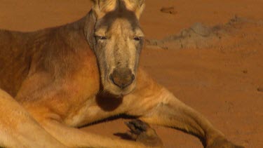 Large red kangaroo resting in red dusty sand, earth. (male)