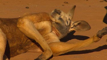 Large red male kangaroo resting with forelimbs outstretched and neck outstretched. Resting head on limbs.