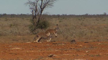 Red Kangaroos hopping in very dry arid landscape, few trees and bushes but mostly dry desolate sand.