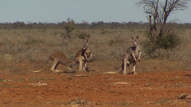 Red Kangaroos hopping slowly in very dry arid landscape, sniffing ground, moving slowly forward.