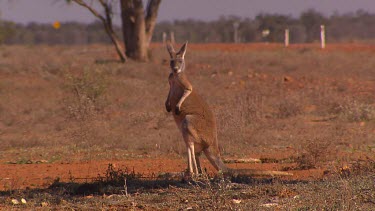 Red Kangaroo standing on hind legs, surveying desert landscape. Hops away