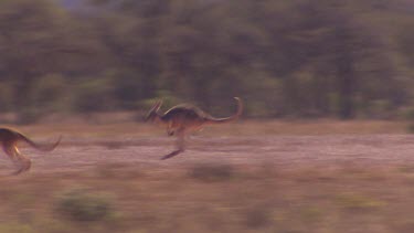 Red Kangaroos hopping in very dry arid landscape, car drives past and becomes very dusty.